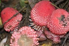 Balanophora fungosa subsp. indica